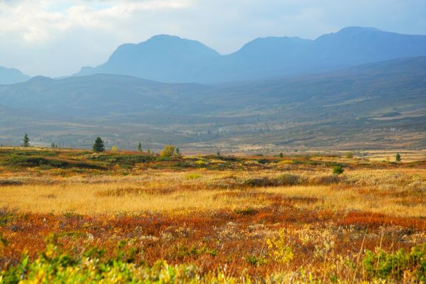 Blåbergi i det "blå" Høstbilder